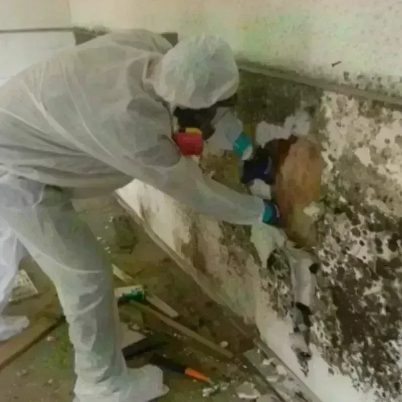 Mold Remediation and Removal in Hudson, IA